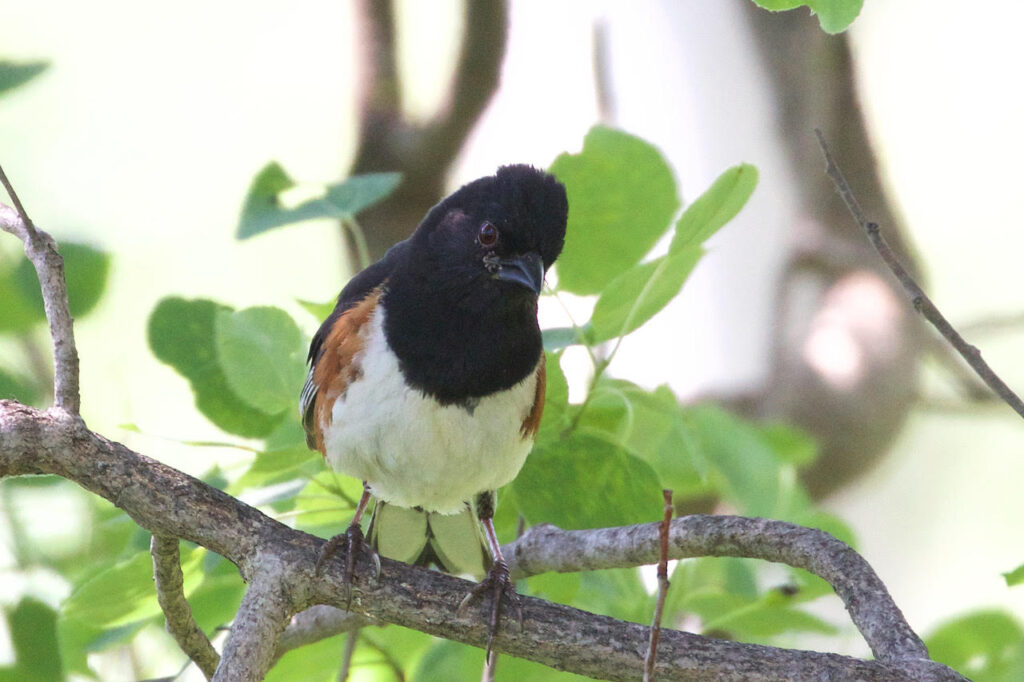 Eastern Towhee - Oatka Creek Park - Jeanne Verhulst - June 6, 2020