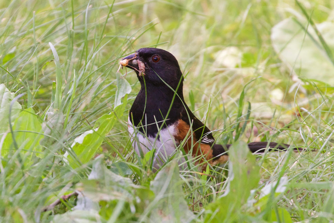 Eastern Towhee with food - Oatka Creek Park © Jeanne Verhulst - June 6, 2020