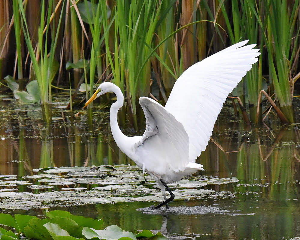 Great Egret - Turning Point Park - © Barbara Smith - September 16, 2022