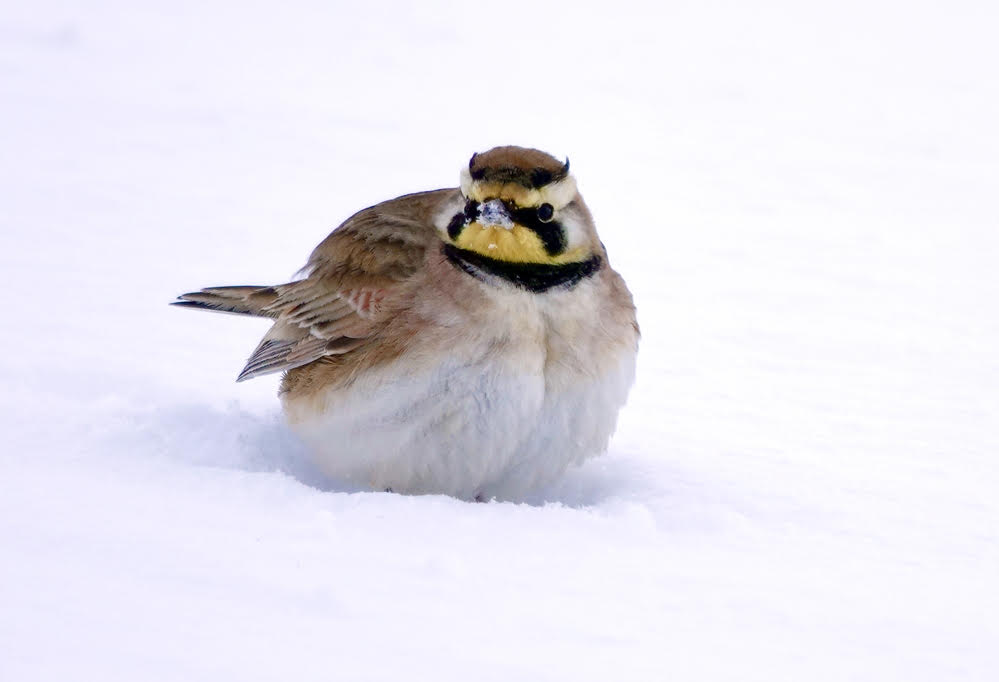 Horned Lark, Hamlin © Candace Giles February 17, 2024