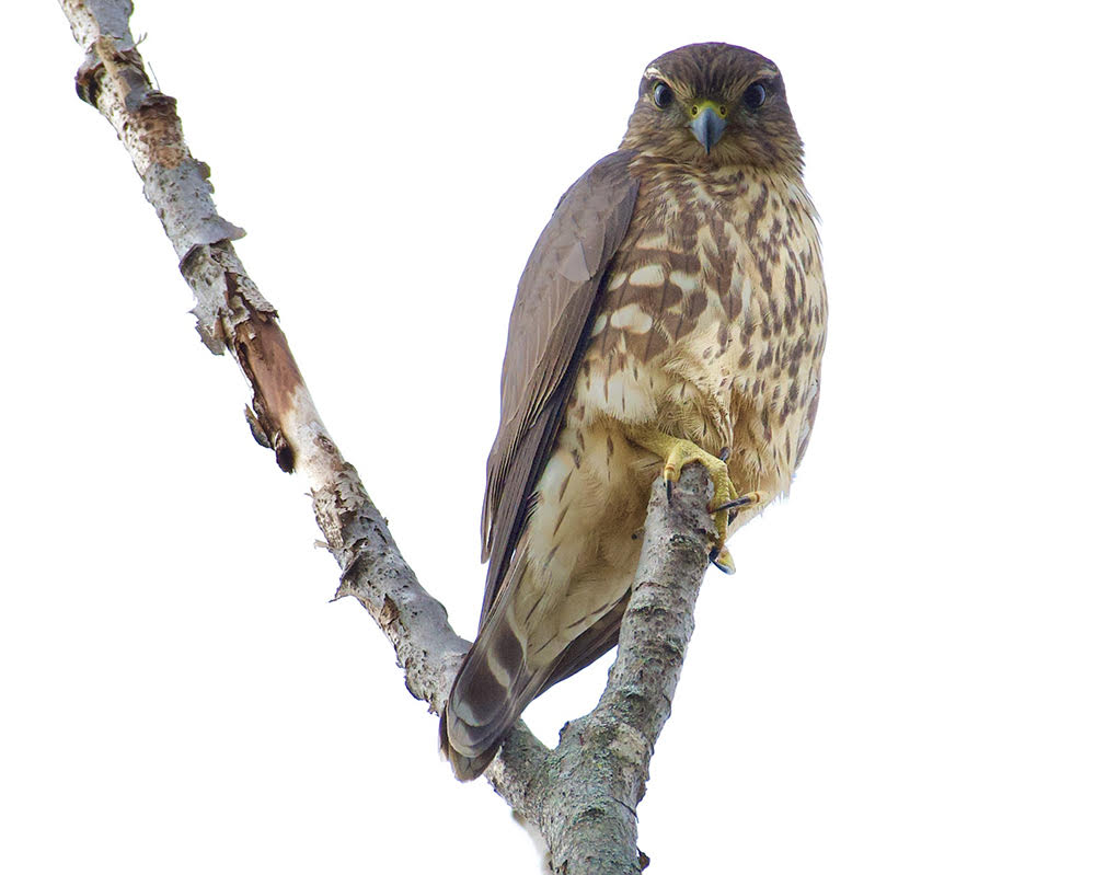 Merlin - High Acres Nature Area - © Alan Bloom - October 16, 2022