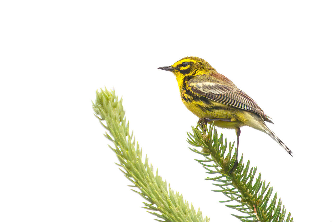 Prairie Warbler, Barnhart's Camp trip, Old State Road, Dalton, NY © Jeanne Verhulst, June 23, 2024