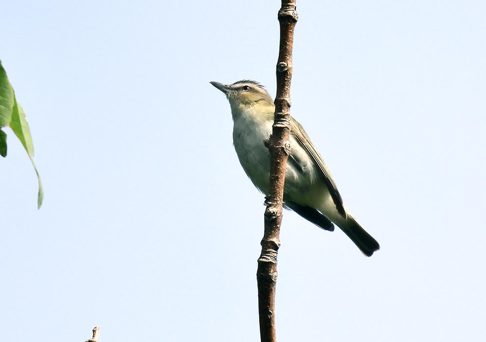 Red-eyed Vireo - Whiting Road Nature Preserve © Candace Giles - September 8, 2022