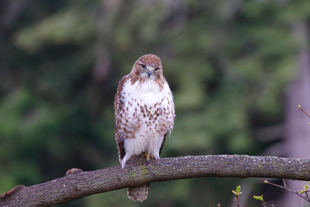 Red-tailed Hawk, Highland Park © Jeanne Verhulst, April 24, 2024