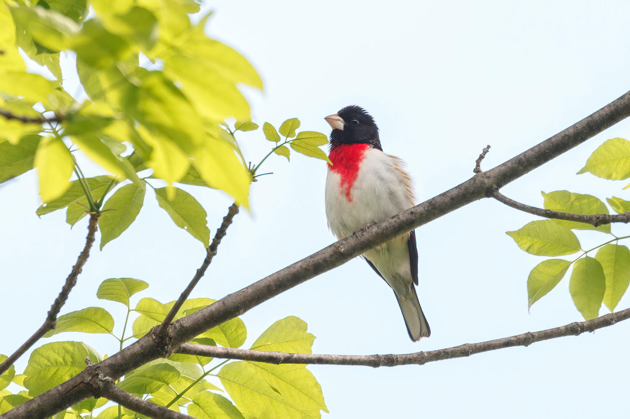 Rose-breasted Grosbeak, Taylor Road, Mendon, New York © Jeanne Verhulst, May 21, 2024