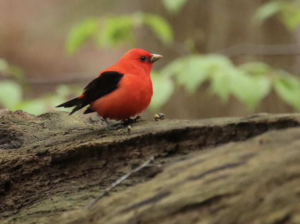 Scarlet Tanager, Cobbs Hill Park RBA Field Trip © Jeffrey Eichner May 1, 2024