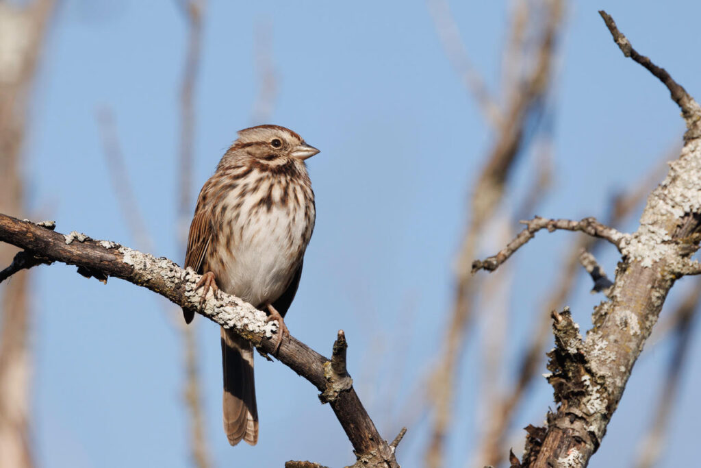 Song Sparrow, Brickyard Trail © Jeanne Verhulst, October 4, 2024