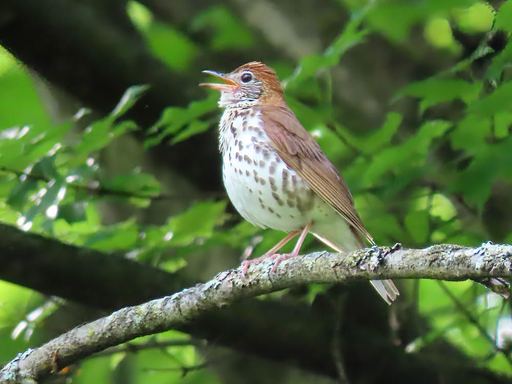 Wood Thrush, Rush © Ann McMican May 19, 2024