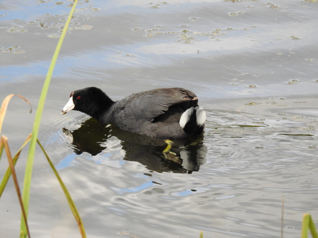 American Coot © Matt Nusstein