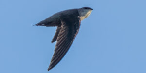 Chimney Swift
